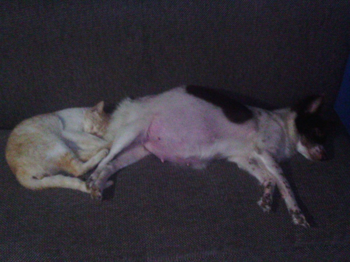 Zwierzęta