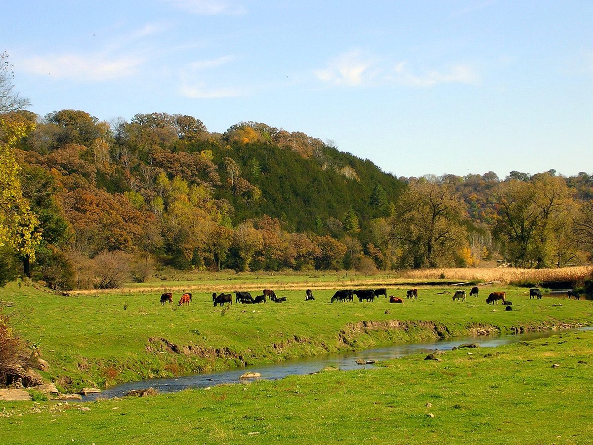 cattle farm