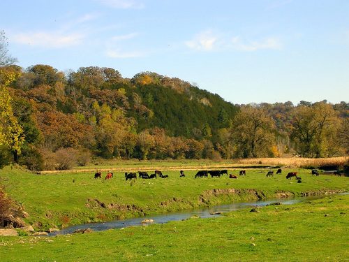 cattle farm
