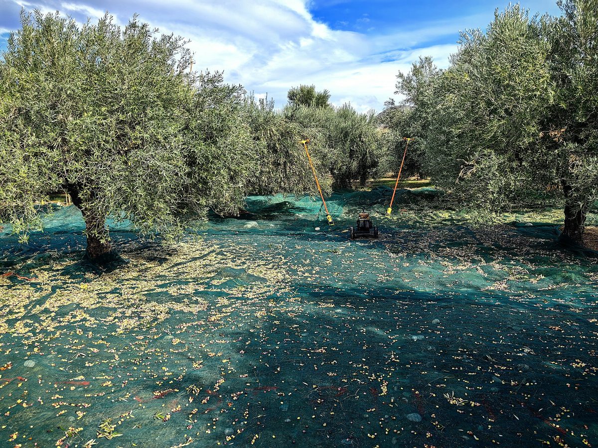 olive harvest