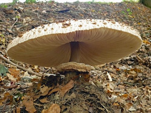 giant mushroom