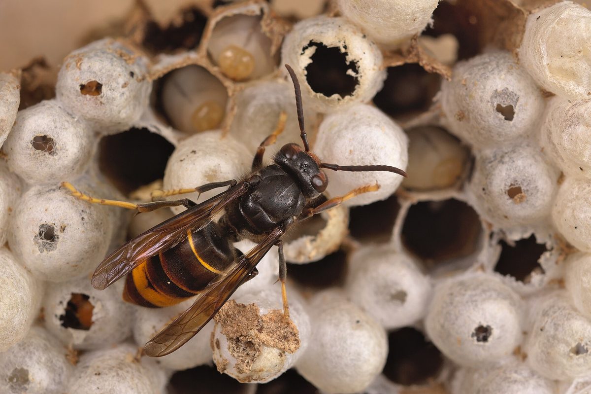 asian hornet nest