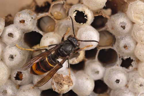 asian hornet nest